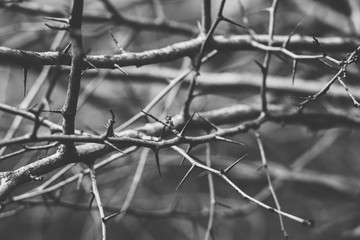 Branches with spines