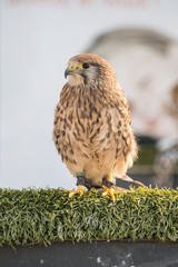 Rapace