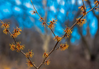 Orange Hued Spring Blooms on Branches Against a Blue Sky and Earth Toned Background