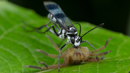 avispa 