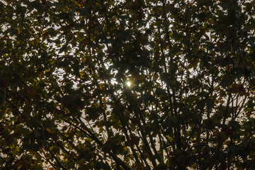 sunlight through leaves