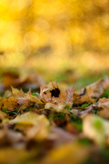 Autumn sun light reflection in leaves.