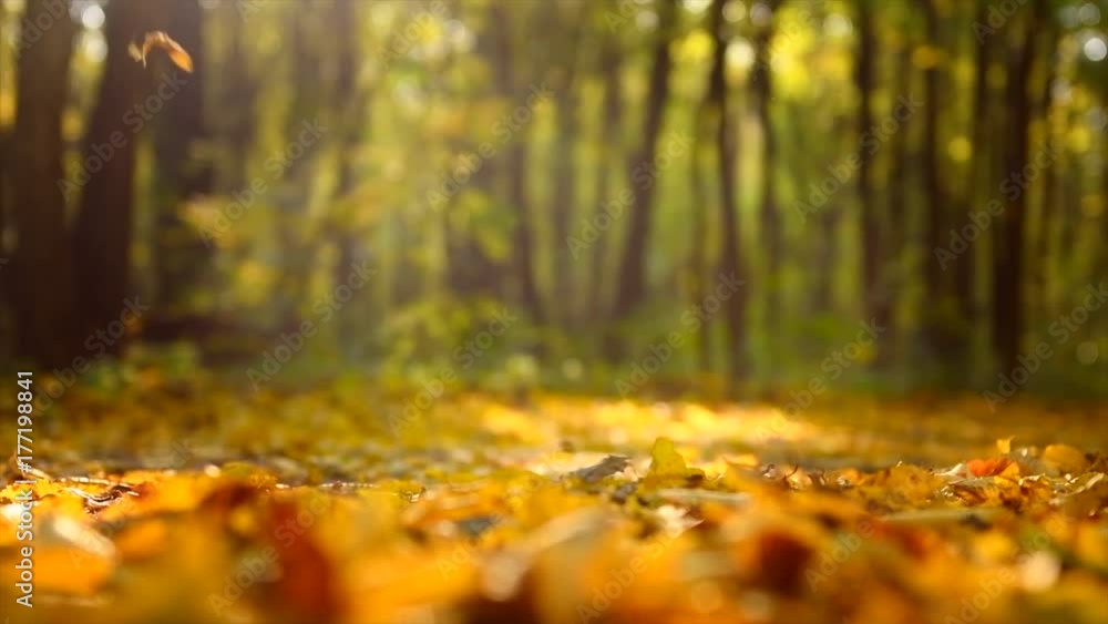 Poster Autumn scene. Falling colorful leaves in autumnal park. Fall. Slow Motion. 3840X2160 4K UHD video footage