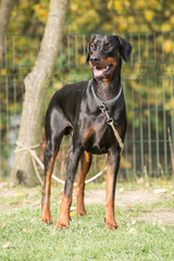 Doberman