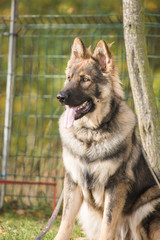 Berger allemand