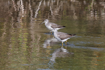 Greater yellowlegs bird