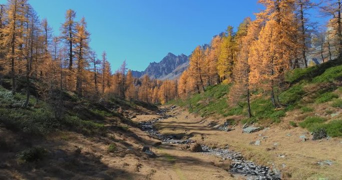 forward aerial over alpine mountain valley with creek and larch forest woods in sunny autumn.Europe Alps outdoor colorful nature scape mountains wild fall establisher.4k drone flight establishing shot