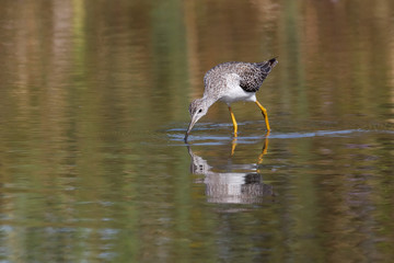 Greater yellowlegs bird
