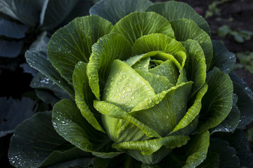 Head green cabbage dew drops in the garden, harvesting in the fall