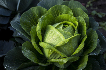 Obraz premium Head green cabbage dew drops in the garden, harvesting in the fall