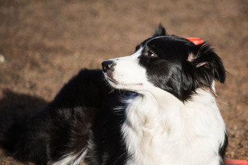 Border collie