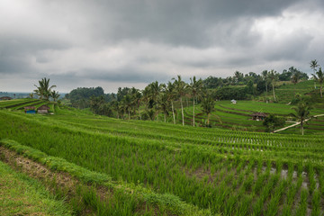 Fototapeta na wymiar Rice terraces in Tegallalang, Ubud, Bali, Indonesia.