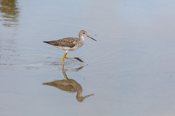 Greater yellowlegs bird