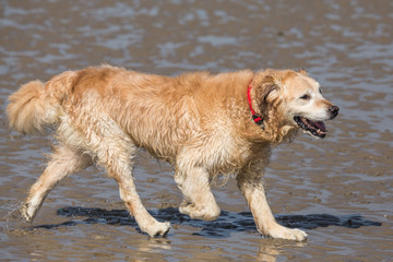 Golden retrievers