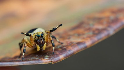 araña 