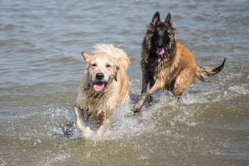 Golden retrievers et tervuren