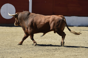 toro