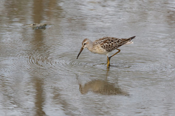 Stilt Sandpiper bird