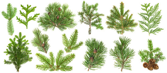 Coniferous tree branches Spruce pine thuja fir cone set - obrazy, fototapety, plakaty