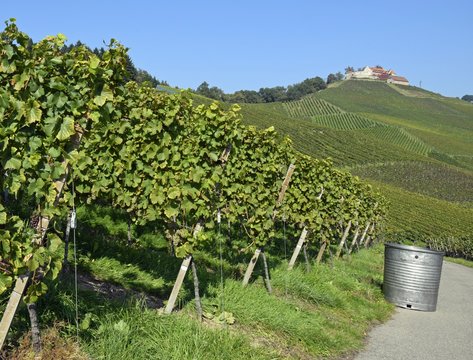 view across Vineyards on a hill with castle Staufenberg in the background, near Durbach Ortenau, Baden Germany