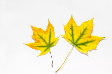 Yellow maple leaves, Autumn wallpaper