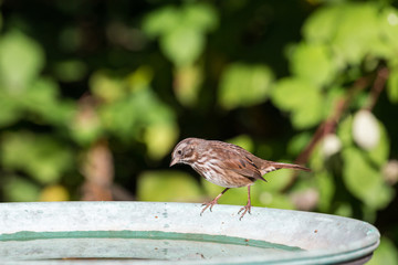 Song sparrow bird