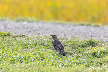 Northern flicker bird