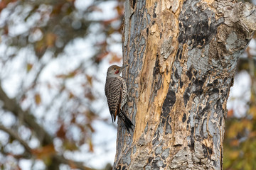Northern flicker bird