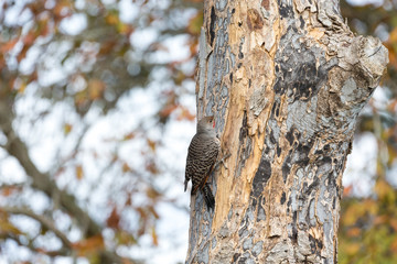 Obraz premium Northern flicker bird