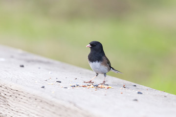 dark eyed junco