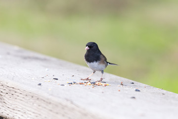 dark eyed junco