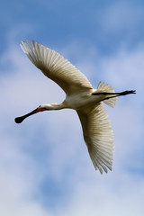 Eurasian spoonbill