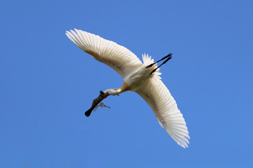 Eurasian spoonbill