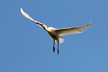 Eurasian spoonbill