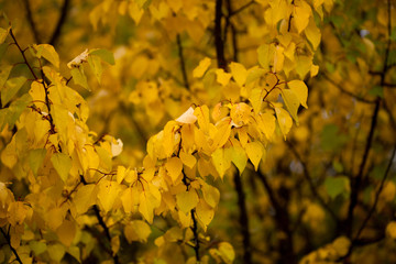 Autumn beech leaves decorate a beautiful nature bokeh background with forest