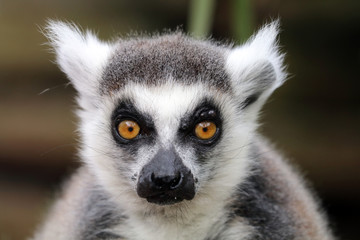 Ring-tailed lemur