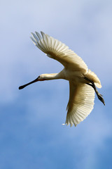 Eurasian spoonbill