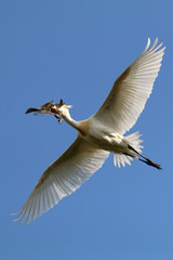 Eurasian spoonbill