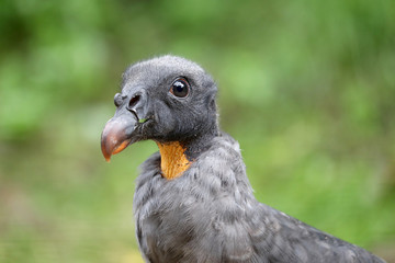 Young king vulture