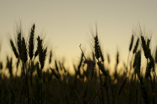 Heads of Wheat Silhouettes