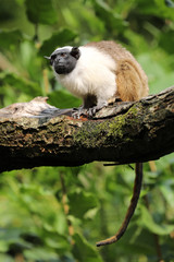 Pied tamarin