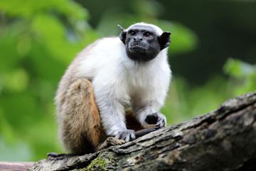 Pied tamarin