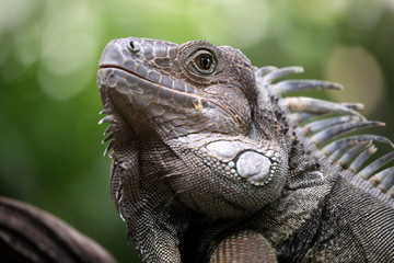 Iguana