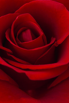 Close-up og a Red Rose