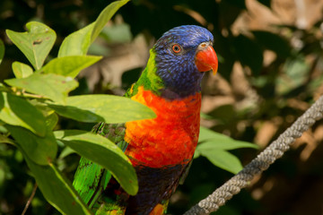 Lorikeet on a Rope