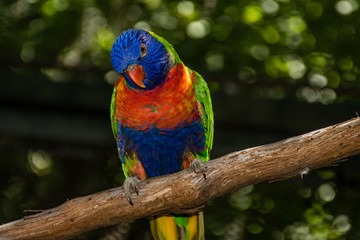 Lorikeet on a branch