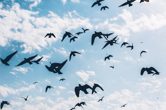 Silhouettes of a flock of pigeons flying against blue sky background