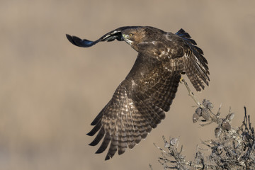 Red-tailed Hawk
