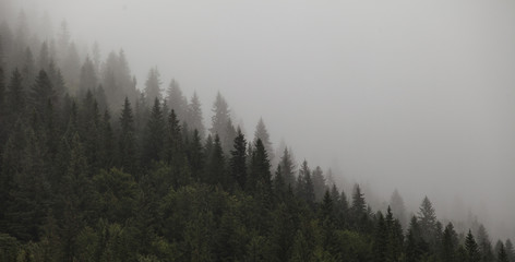the morning mountain forest in the fog