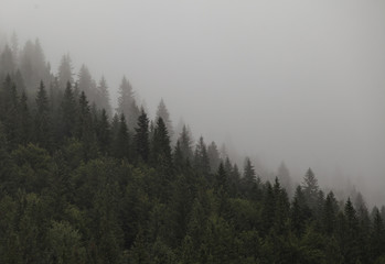 the morning mountain forest in the fog